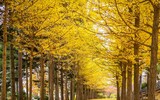 Ngắm những vòm cây đẹp như cổ tích ở Hà Nội